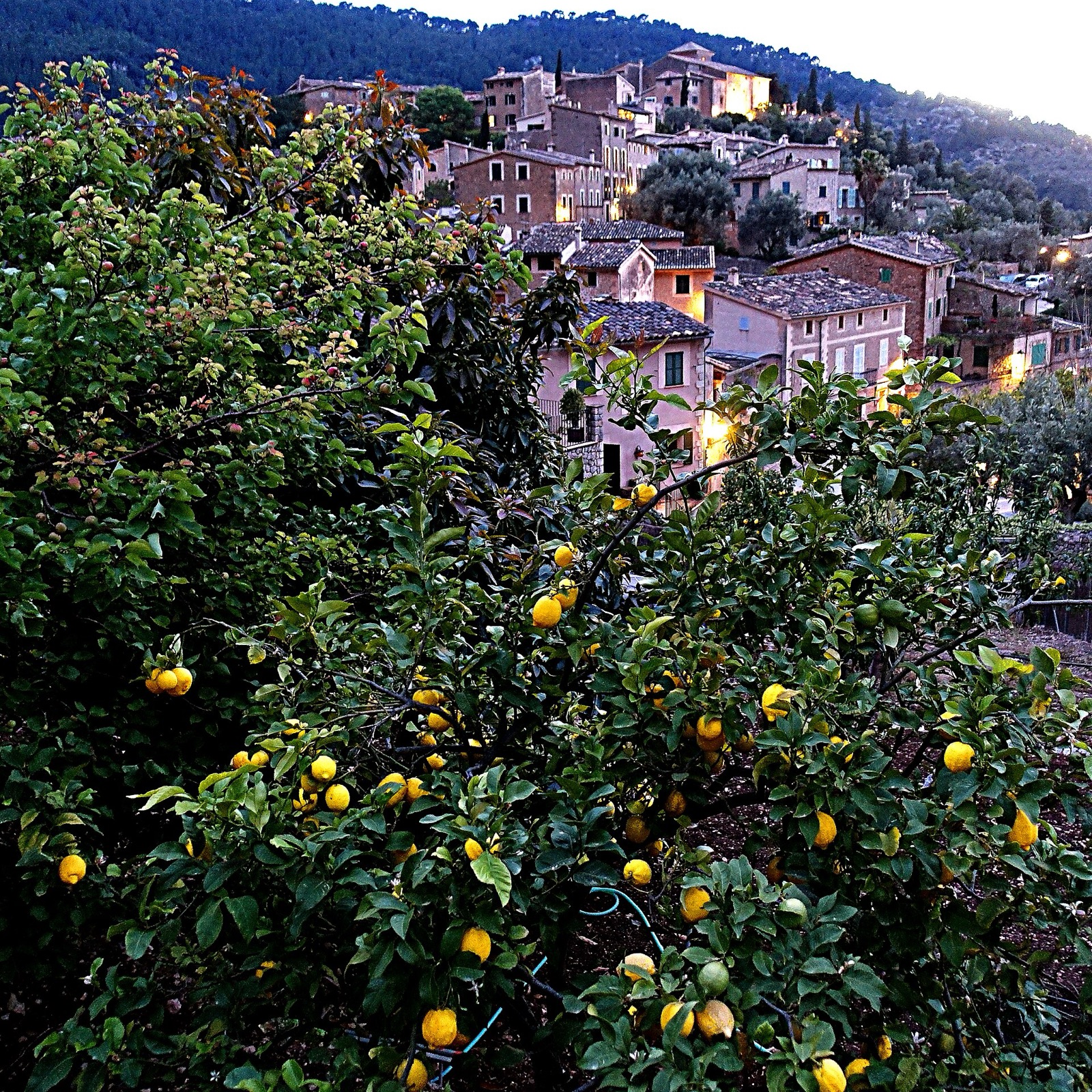 Lemon trees below the stone houses of Deià